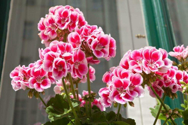 Sol - Soins à domicile au géranium