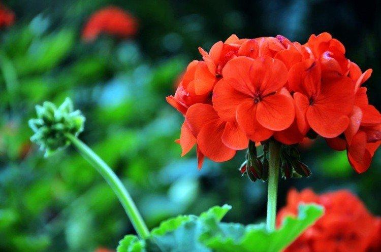 Température de l'air - Soins à domicile au géranium