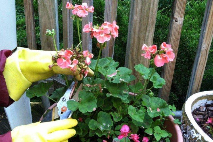 Comment tailler - Soins à domicile au géranium