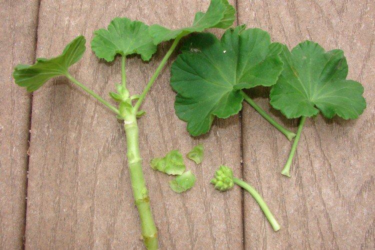 Multiplication par bouturage - Soins à domicile du géranium