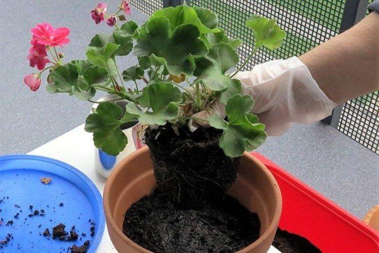 Transplantation - Géranium soins à domicile