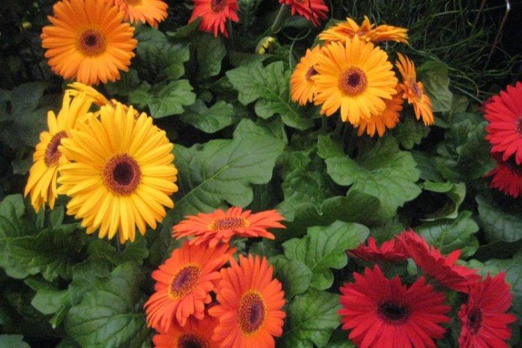 Gerbera Jameson - Espèce de Gerbera
