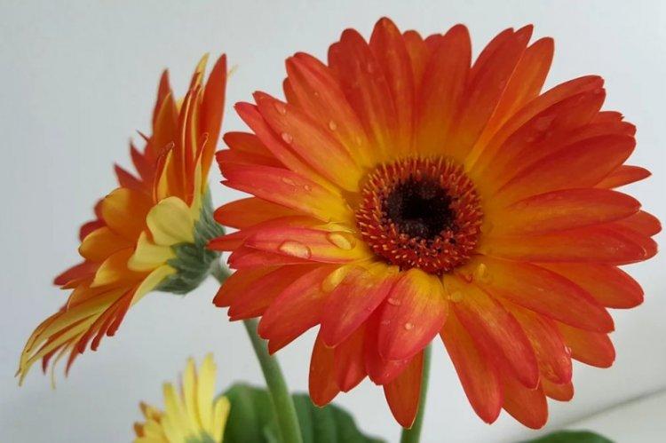 Gerbera Vega - Types de Gerbera