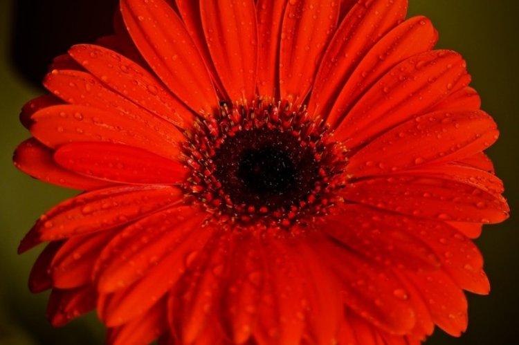 Gerbera Mars - Espèces de Gerbera