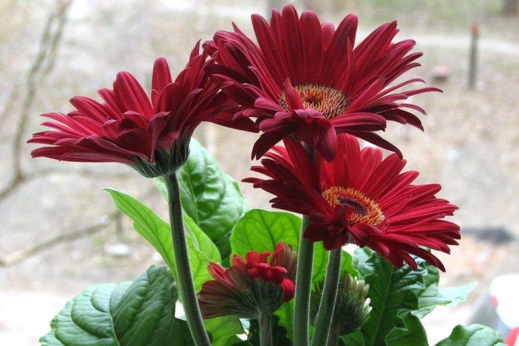 Température - Gerbera Care