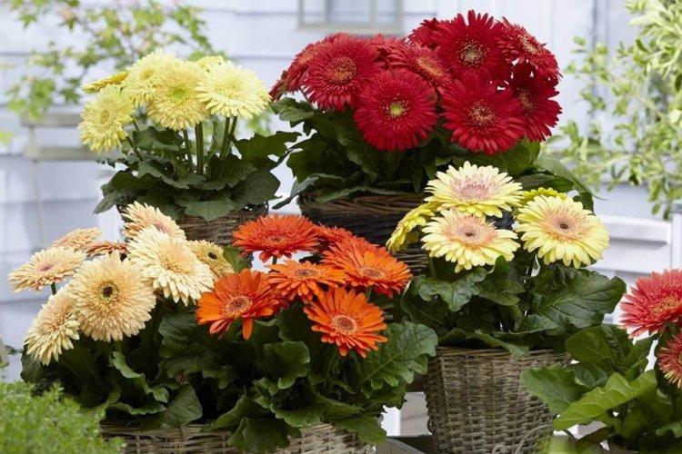 Éclairage - Gerbera Care