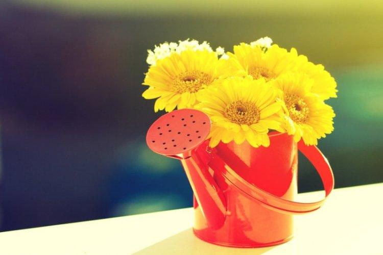 Arrosage - Gerbera Care