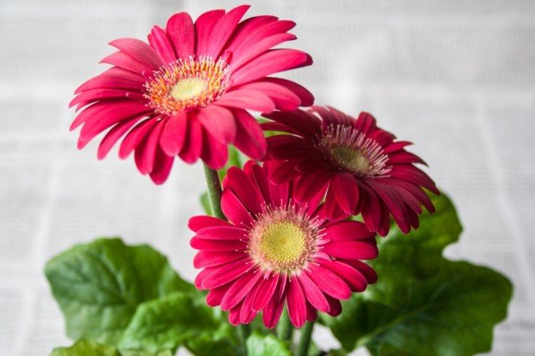 Gerbera - photo