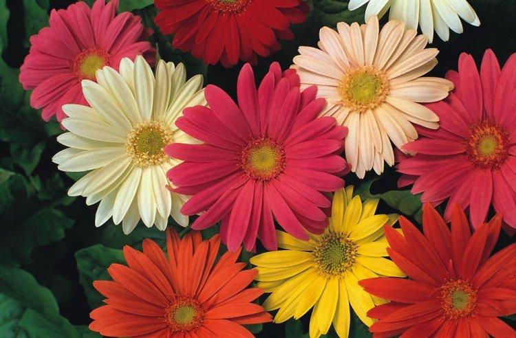 Gerbera - photo