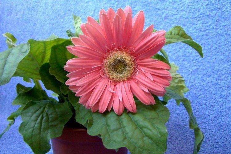 Gerbera - photo