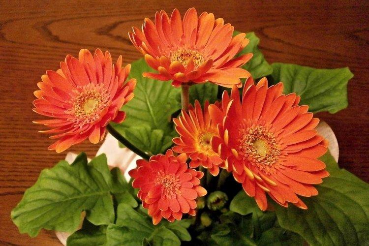 Gerbera - photo