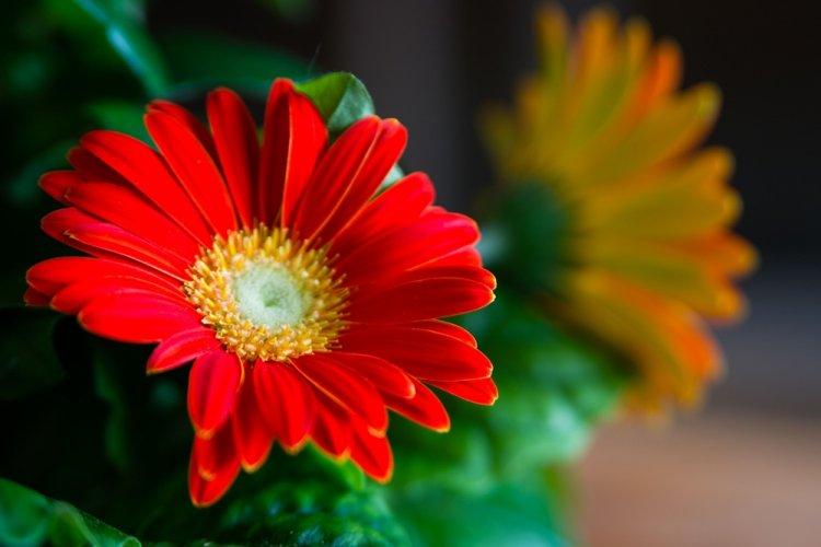 Gerbera - photo