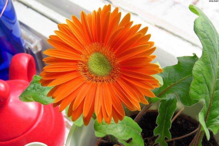 Gerbera - photo