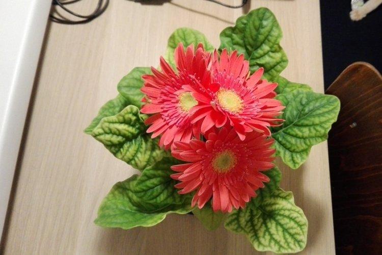 Gerbera - photo