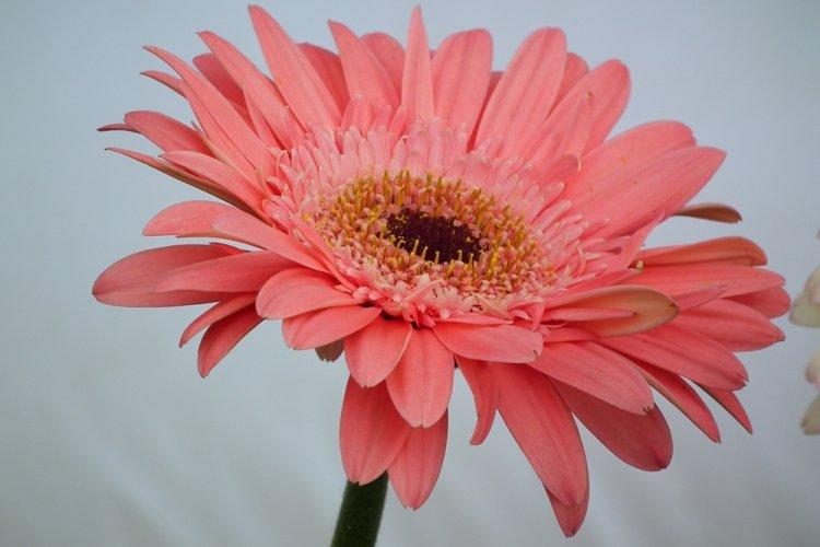 Gerbera - photo