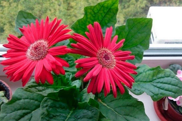 Gerbera - photo