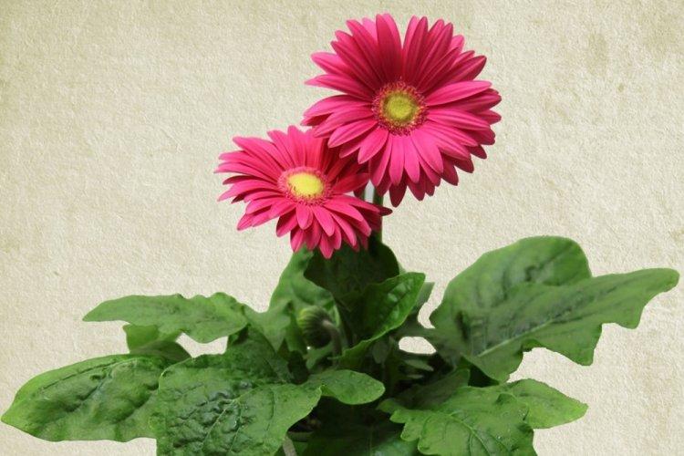 Gerbera - photo