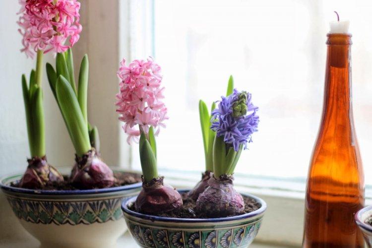 Engrais et alimentation - Soins de la jacinthe