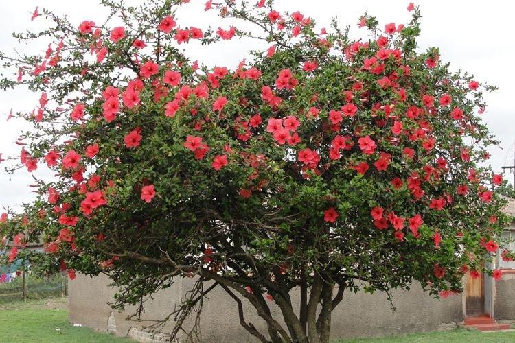 Informations générales - Hibiscus