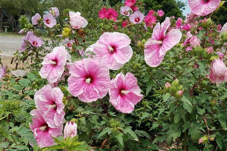 Hibiscus des marais - Espèces d'hibiscus