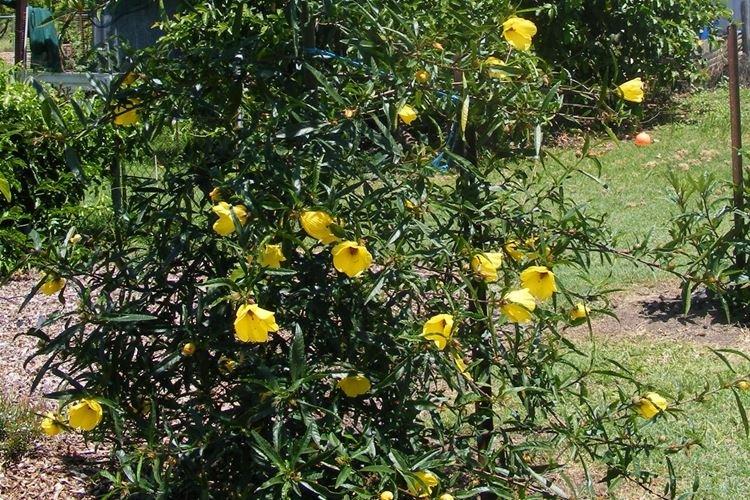 Hibiscus fendu - Espèces d'hibiscus
