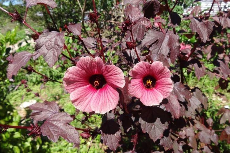 Hibiscus aigre - Types d'hibiscus