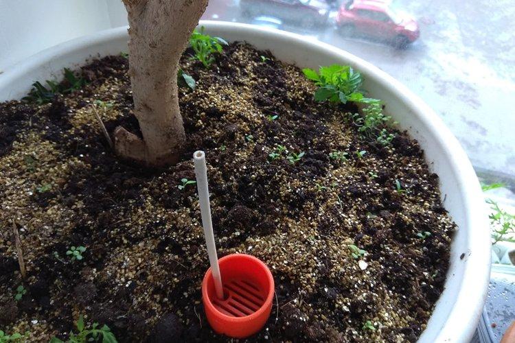 Sol - Soins Hibiscus