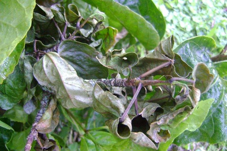 Lutte contre les parasites et les maladies - Hibiscus