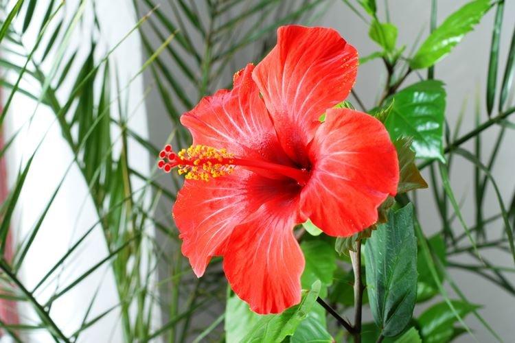 Hibiscus - photo