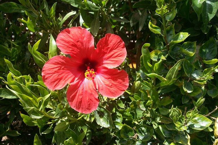 Hibiscus - photo