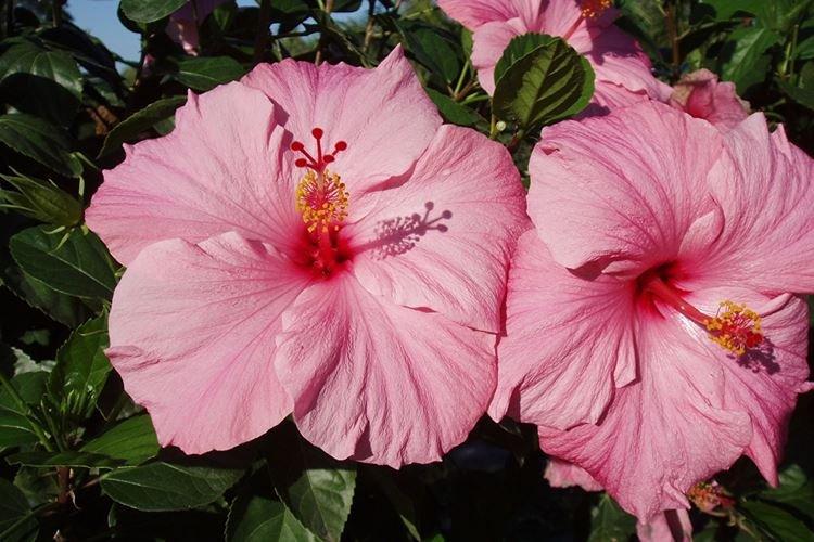Hibiscus - photo