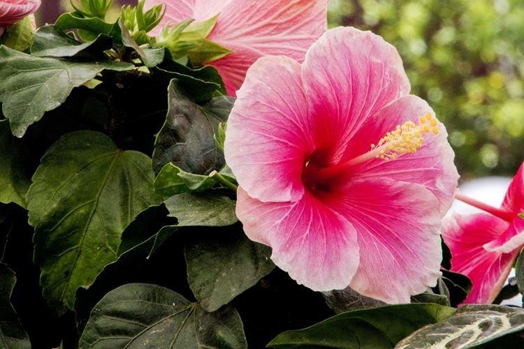 Hibiscus - photo