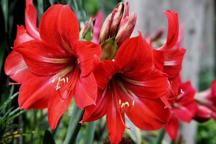 Informations générales - Hippeastrum