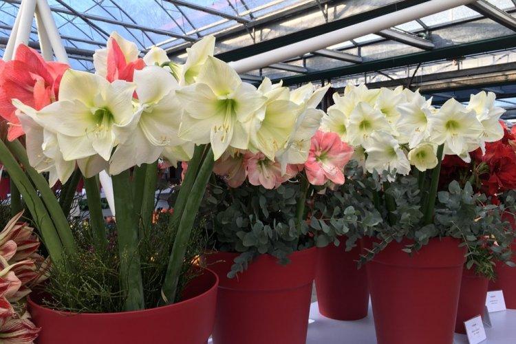 Température - Soins pour l'hippeastrum