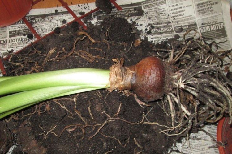 Sol - Soins Hippeastrum