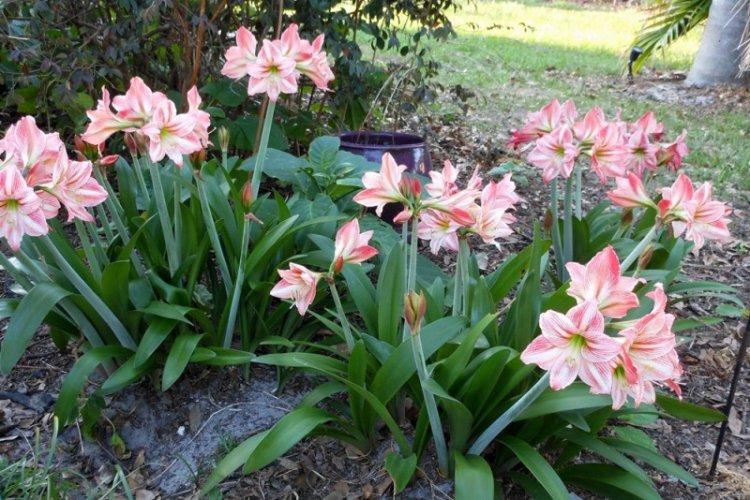 Engrais et fertilisation - Prendre soin de l'hippeastrum