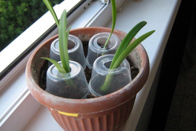 Transplantation et Reproduction - Hippeastrum Care