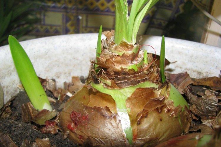 Transplantation et Reproduction - Hippeastrum Care