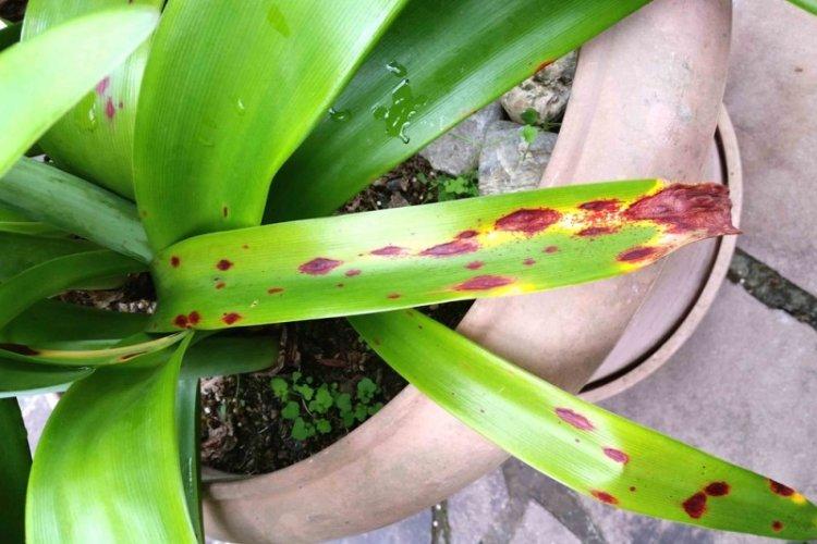 Lutte contre les parasites et les maladies - Hippeastrum