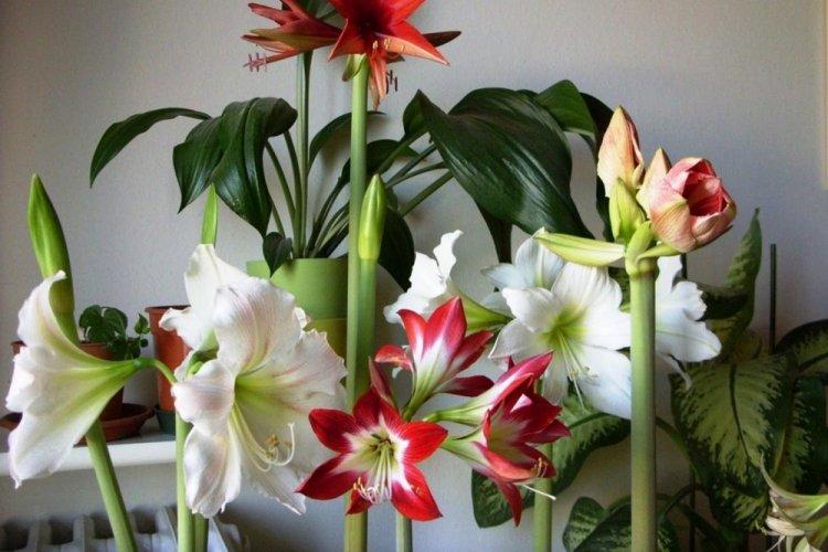 Hippeastrum - photo