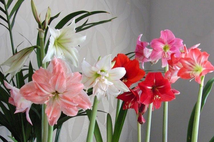 Hippeastrum - photo