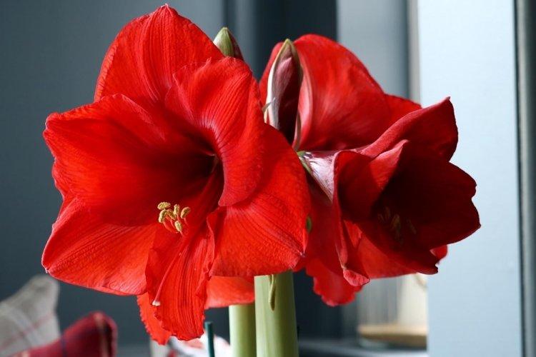 Hippeastrum - photo