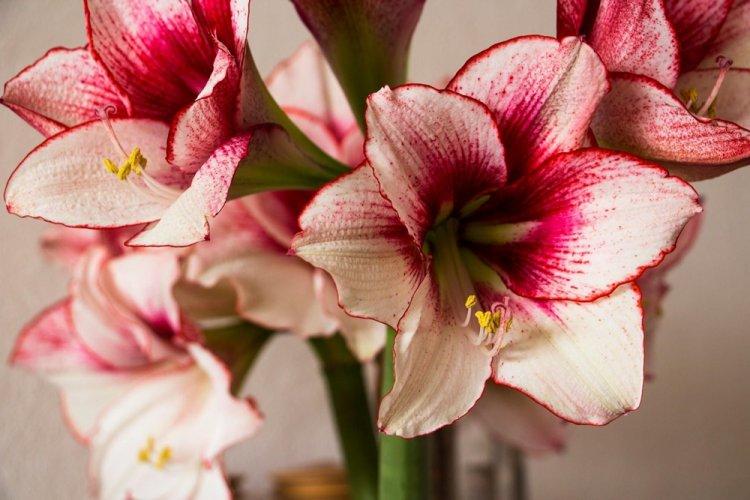 Hippeastrum - photo