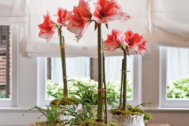 Hippeastrum - photo