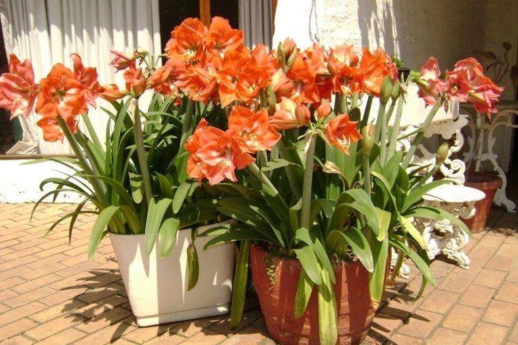 Hippeastrum - photo