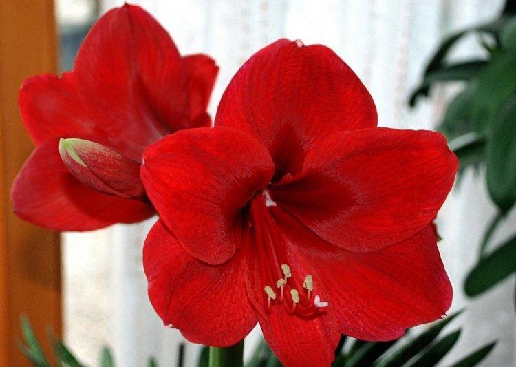 Hippeastrum - photo