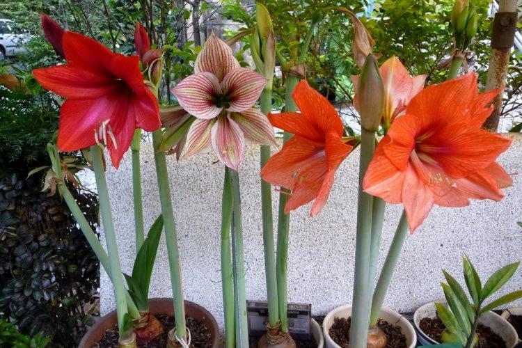 Hippeastrum - photo