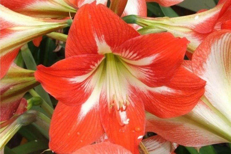 Hippeastrum - photo