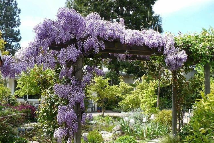 Température - Soins de glycine