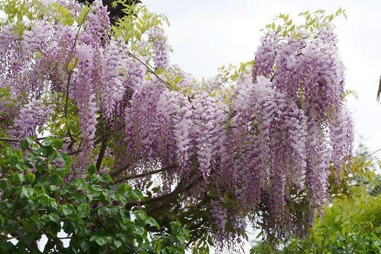 Glycine - photo